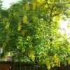 Laburnum Watereri Vossii - Cytise Pluie D'or -Promesse Fleurs Boutique Laburnum watereri Vossii 781640 1