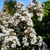 Lagerstroemia Neige D'Eté - Lilas Des Indes -Promesse Fleurs Boutique Lagerstroemia Neige d Ete 84470 1