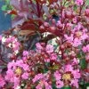 Lagerstroemia Indica Rhapsody In PINK - Lilas Des Indes -Promesse Fleurs Boutique Lagerstroemia Rhapsody in PINK 84942 1