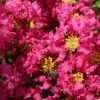 Lagerstroemia Indica Bergerac - Lilas Des Indes 1 Lagerstroemia Indica Bergerac - Lilas Des Indes -Promesse Fleurs Boutique Lagerstroemia indica Bergerac 87452 1