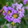 Lagerstroemia Indica Cordon Bleu - Lilas Des Indes Bleu Lavande 2 Lagerstroemia Indica Cordon Bleu - Lilas Des Indes Bleu Lavande -Promesse Fleurs Boutique Lagerstroemia indica Cordon bleu copyright 78173611 1