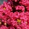 Lagerstroemia Indica Grand Cru - Lilas Des Indes 1 Lagerstroemia Indica Grand Cru - Lilas Des Indes -Promesse Fleurs Boutique Lagerstroemia indica Grand Cru 87453 1