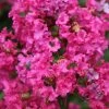 Lagerstroemia Indica Houston - Lilas Des Indes 1 Lagerstroemia Indica Houston - Lilas Des Indes -Promesse Fleurs Boutique Lagerstroemia indica Houston 87448 1