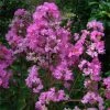 Lagerstroemia Indica Jeanne Desmartis - Lilas Des Indes 2 Lagerstroemia Indica Jeanne Desmartis - Lilas Des Indes -Promesse Fleurs Boutique Lagerstroemia indica Jeanne Desmartis 87455 1