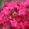Lagerstroemia Indica Mon Panache - Lilas Des Indes 1 Lagerstroemia Indica Mon Panache - Lilas Des Indes -Promesse Fleurs Boutique Lagerstroemia indica Mon Panache 87459 1