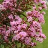 Lagerstroemia Indica Pink Grand Sud - Lilas Des Indes -Promesse Fleurs Boutique Lagerstroemia indica Pink Grand Sud 83598 1 1