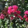 Lagerstroemia Indica Pink Velours - Lilas Des Indes -Promesse Fleurs Boutique Lagerstroemia indica Pink Velours ld JimthePhotographer 781735 1