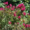 Lagerstroemia Indica Red Imperator - Lilas Des Indes -Promesse Fleurs Boutique Lagerstroemia indica Red imperator 83482 1