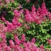 Lagerstroemia Indica Rose Fuchsia - Lilas Des Indes 1 Lagerstroemia Indica Rose Fuchsia - Lilas Des Indes -Promesse Fleurs Boutique Lagerstroemia indica Rose Fuchsia 87443 1