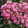 Lagerstroemia Indica Rose Indien - Lilas Des Indes 2 Lagerstroemia Indica Rose Indien - Lilas Des Indes -Promesse Fleurs Boutique Lagerstroemia indica Rose Indien 87444 1