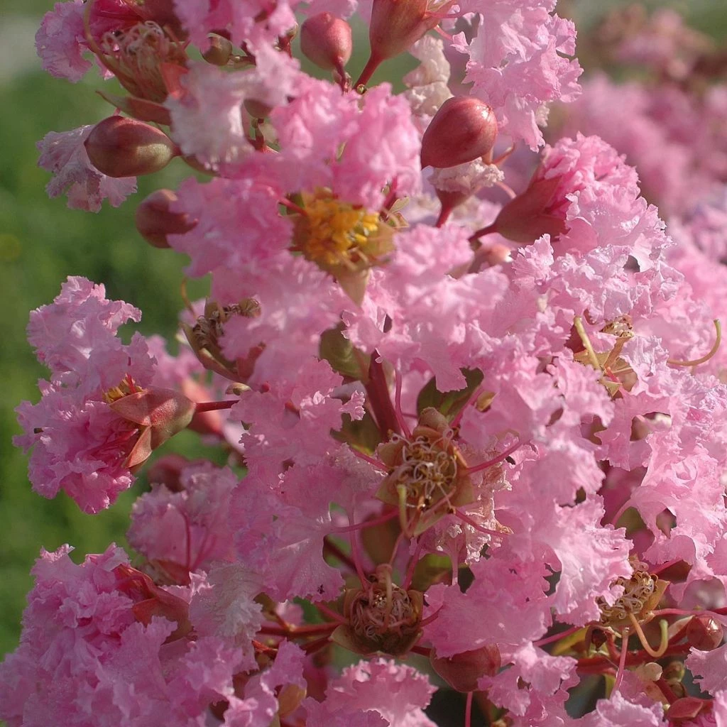 Lagerstroemia Indica Rose Thé - Lilas Des Indes 3 Lagerstroemia Indica Rose Thé - Lilas Des Indes
