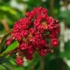 Lagerstroemia Indica Rouge Nain - Lilas Des Indes 1 Lagerstroemia Indica Rouge Nain - Lilas Des Indes -Promesse Fleurs Boutique Lagerstroemia indica Rouge Nain 87446 1