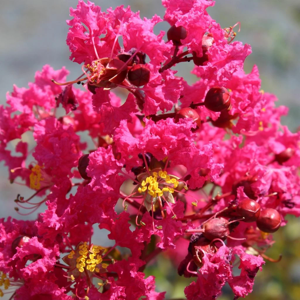 Lagerstroemia Indica Saint Emilion - Lilas Des Indes 3 Lagerstroemia Indica Saint Emilion - Lilas Des Indes
