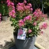 Lagerstroemia Indica Terrasse Rose - Lilas Des Indes -Promesse Fleurs Boutique Lagerstroemia indica Terrasse Rose 87450 1
