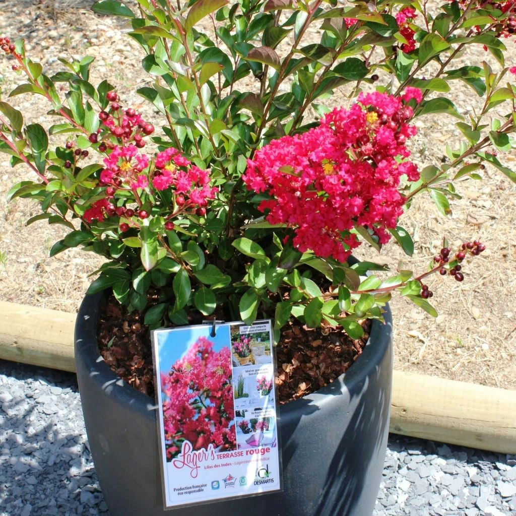 Lagerstroemia Indica Terrasse Rouge - Lilas Des Indes 3 Lagerstroemia Indica Terrasse Rouge - Lilas Des Indes