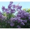 Lagerstroemia Indica Violacea - Lilas Des Indes 2 Lagerstroemia Indica Violacea - Lilas Des Indes -Promesse Fleurs Boutique Lagerstroemia indica Violacea 83483 1