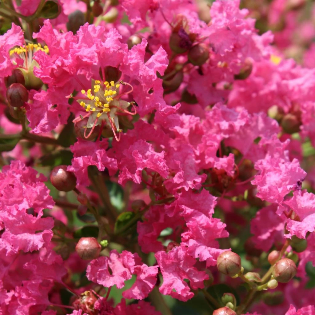 Lagerstroemia Indica Yang Tse - Lilas Des Indes 3 Lagerstroemia Indica Yang Tse - Lilas Des Indes