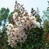 Lagerstroemia Indica Kimono - Lilas Des Indes Blanc -Promesse Fleurs Boutique Lagerstroemia indica ld littlegemtrees 80027 1