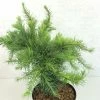 Larix Decidua Little Bogle - Mélèze D'Europe Nain -Promesse Fleurs Boutique Larix decidua Little Bogle 665002 1