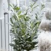 Laurier Cerise - Prunus Laurocerasus Elly 2 Laurier Cerise - Prunus Laurocerasus Elly -Promesse Fleurs Boutique Laurier cerise Prunus laurocerasus Elly copyright 179320 1