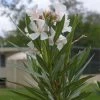 Laurier Rose Alsace - Nerium Oleander