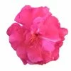 Laurier Rose Double Roseum Plenum - Nerium Oleander 2 Laurier Rose Double Roseum Plenum - Nerium Oleander -Promesse Fleurs Boutique Laurier rose Roseum Plenum 87052 1