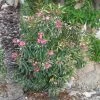 Laurier Rose Variegata - Nerium Oleander 2 Laurier Rose Variegata - Nerium Oleander -Promesse Fleurs Boutique Laurier rose Variegata 87059 1