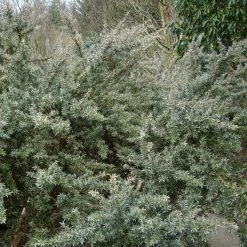 Leptospermum Silver Sheen - Arbre à Thé Laineux