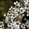 Leptospermum Scoparium Blanc 1 Leptospermum Scoparium Blanc -Promesse Fleurs Boutique Leptospermum scoparium Blanc 83356 2