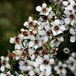 Leptospermum Scoparium Blanc