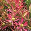Leucadendron Cheeky -Promesse Fleurs Boutique Leucadendron Cheeky IF 16676 1