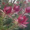 Leucadendron Devil's Blush 2 Leucadendron Devil's Blush -Promesse Fleurs Boutique Leucadendron Devil s Blush 15353 1