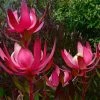 Leucadendron Fireglow -Promesse Fleurs Boutique Leucadendron Fireglow 83362 1