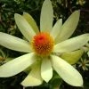 Leucadendron Summer Sun -Promesse Fleurs Boutique Leucadendron Summer Sun 89607 1