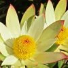 Leucadendron Sundance -Promesse Fleurs Boutique Leucadendron Sundance 83364 1