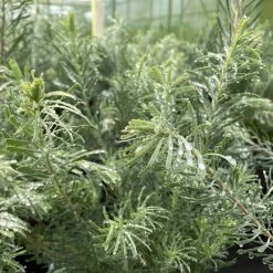 Leucadendron Galpinii Carlin