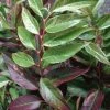 Leucothoe Fontanesiana Rainbow -Promesse Fleurs Boutique Leucothoe Fontanesiana Rainbow 7884 1