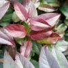 Leucothoe Fontanesiana Zebonard - Leucothoe Walteri Zebonard -Promesse Fleurs Boutique Leucothoe Lovita Zebonard 88602 1