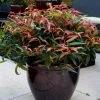 Leucothoe Keiskei Burning Love -Promesse Fleurs Boutique Leucothoe keiskei Burning Love 84127 3 1