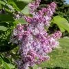 Lilas Commun - Syringa Vulgaris Kindy Rose 2 Lilas Commun - Syringa Vulgaris Kindy Rose -Promesse Fleurs Boutique Lilas commun Syringa vulgaris Kindy Rose copyright 1008732 1