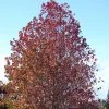 Liquidambar Styraciflua -Promesse Fleurs Boutique Liquidambar styraciflua 84135 1