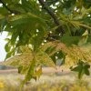 Liquidambar Styraciflua Aurea - Copalme D'Amérique -Promesse Fleurs Boutique Liquidambar styraciflua Aurea 84137 1