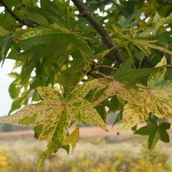 Liquidambar Styraciflua Aurea - Copalme D'Amérique