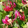 Chèvrefeuille Grimpant - Lonicera Periclymenum Fragrant Cloud® 2 Chèvrefeuille Grimpant - Lonicera Periclymenum Fragrant Cloud® -Promesse Fleurs Boutique Lonicera Fragrant Cloud 681453 1