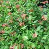 Lonicera (x) Brownii - Chèvrefeuille Grimpant De Brown 2 Lonicera (x) Brownii - Chèvrefeuille Grimpant De Brown -Promesse Fleurs Boutique Lonicera x brownii 89989 1
