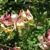 Chèvrefeuille, Lonicera Caprifolium -Promesse Fleurs Boutique Lonicera caprifolium 771624 1