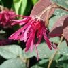 Loropetalum Chinense Fire Dance -Promesse Fleurs Boutique Loropetalum 7574 1