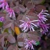 Loropetalum Chinense Pipa's Red -Promesse Fleurs Boutique Loropetalum chinense Pipa s Red 83369 1