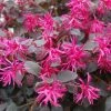 Loropetalum Chinense Plum Gorgeous 1 Loropetalum Chinense Plum Gorgeous -Promesse Fleurs Boutique Loropetalum chinense Plum Gorgeous IF 17198 1
