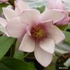 Magnolia Fairy Blush - Michelia Hybride -Promesse Fleurs Boutique Magnolia Fairy Blush 0536 1